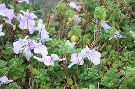 Image result for Streptocarpus sp.nov. aff. S. grandis