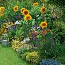 Sonnenblumen Die Gute Laune Blumen Schmetterlingsgarten Garten Pflanzen Garten