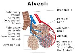 Www Therespiratorysystem Com Alveoli Respiratory Therapy Biology Lessons Medical Education