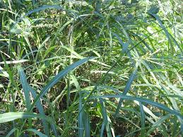 Image result for Rottboellia cochinchinensis