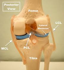 Image result for PCL Sulcus Test
