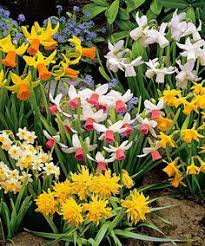 Fiori gialli con bulbi : Mix Di Narcisi Fiori Da Bulbo Fiore Narciso Coltivare I Fiori