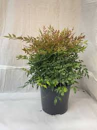 Image result for Nandina