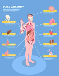 The pelvic region holds major organs under its layers of muscles. Female Anatomy Isometric Infographics With Woman Body And Internal Organs 3d Free Vector