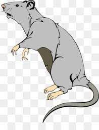 Rat Mouse Png Rat Mouse Transparent Clipart Free Download Laboratory Rat Mouse Clip Art Mouse Abacus Facebook Art Art Brown Rat
