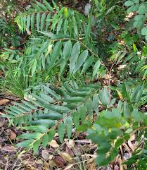 Image result for Xylopia acutiflora