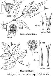 Image result for Bidens pilosa