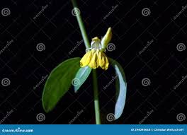 Image result for Justicia odora