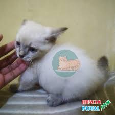 Munchkin bisa jadi salah satu pilihan. Dijual Kucing Munchkin Murah Terpercaya Hewandijual Com