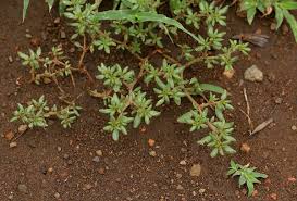 Image result for Trianthema