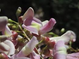 Image result for Lonchocarpus