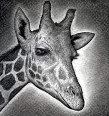 This free step by step lesson progressively builds upon each previous step until you get to the final rendering of the. How To Draw A Giraffe Head Step By Step Drawing Guide By Finalprodigy Dragoart Com
