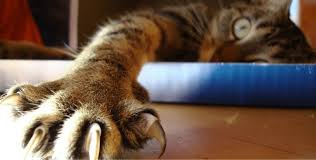 All of these can get stuck in the paw pads, so it is a necessary part of the cleaning process. Why You Should Never Cut Cat S Claws What To Do Instead
