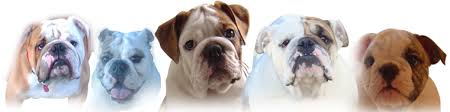 The english bulldog is affectionate, uncomplicated, gentle, intelligent, sensitive, and fearless. Bulldog Breeder English Bulldog Puppies For Sale