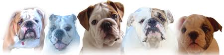 We did not find results for: English Bulldog Breeder English Bulldog Puppies For Sale