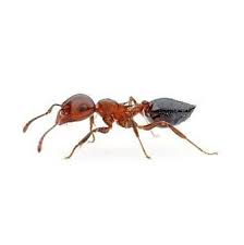 We'll do whatever it takes to solve your pest problem. Looking For Effective Pest Control In Cleveland Call Insight Pest Solutions Today We Are Proud To Serve All Of Northeast Oh Pest Control Pest Solutions Pests