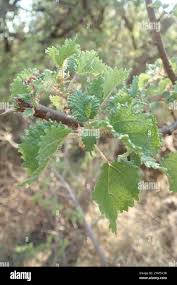 Image result for Obetia tenax