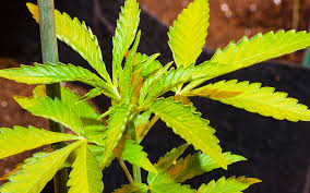 We did not find results for: 10 Marijuana Leaf Problems And How To Fix Them