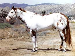 American Paint Horse Info Origin