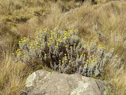 Image result for Helichrysum globosum