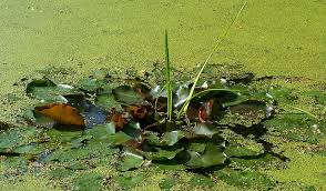 This will encourage growth of anaerobic bacteria, which create toxic water conditions that can kill fish, turtles, and other plants and further encourage the duckweed proliferation. How To Get Rid Of Duckweed Naturally Woahtech