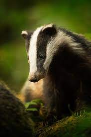 Britische Wildlife Photography Awards 2018 Die Gewinner In Bildern In 2020 Wild Animals Photography Wildlife Photography British Wildlife