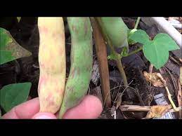 Pin On Healthy Edible Garden