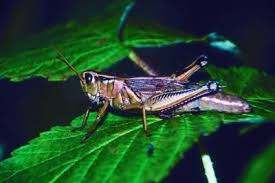 Maybe you would like to learn more about one of these? Pin On Gardens