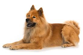 We did not find results for: Eurasier Dog Breed Information American Kennel Club
