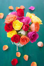 100 Rose Images Download Rose Images In Hd For Free Az Quotes In 2020 Rose Images Rose Flower Wallpaper White Rose Flower
