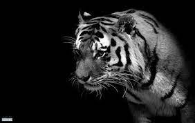 صور سوداء 2021 خلفيات سوداء ساده للتصميم in 2021 tiger images tiger wallpaper pet tiger