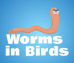 Ensure housing is regularly cleaned and disinfected, but only use a disinfectant that is safe for animals. Worms In Birds Vetafarm