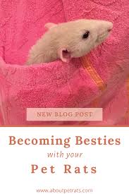 Becoming Besties With Your Pet Rats Pet Rats Pets Rats