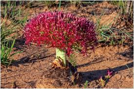 Image result for Jamesbrittenia integerrima