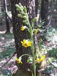 Image result for Ligularia sibirica