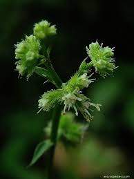 Image result for Sanicula elata