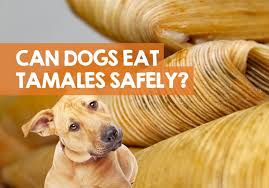 Which beans can dogs eat? Can Dogs Eat Tamales The Husk Could Kill Here S Why