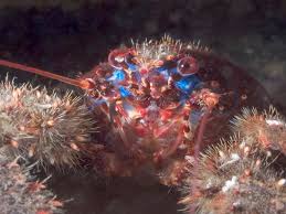 Image result for Struthiola scaettae