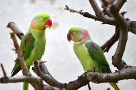Indian Parakeets In The Net Of Illegal Trade - Wildlife Sos