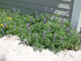 Celebrate flowers and invitations is a real local florist in santa clarita, ca. California Native Plants