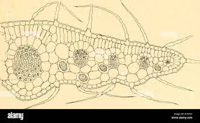 Image result for Chenolea