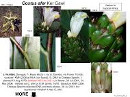 Image result for Siphonochilus brachystemon