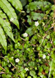 Image result for Stellaria sennii