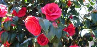 How To Grow Camellias From Seed Today S Homeowner Flower Seeds Camellia Flower Plants