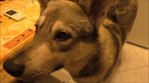 Von westerode (tschechoslowakischer wolfshund ). Saarloos Wolfhund Leon Was Bisher Geschah Youtube