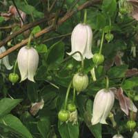 A somewhat rare plant in cultivation this species plant from s.c.america (texas) bears urn shaped flowers between the months of june and september. Clematis Texensis Viorna Friedrich M Westphal Clematiskulturen