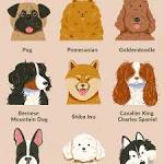 25 List of All-Time Best Types of Dog Breeds with Pictures