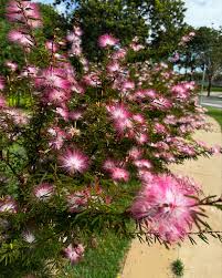 Image result for Calliandra tweedii