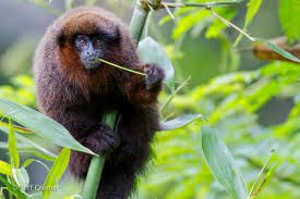 Maybe you would like to learn more about one of these? Rainforest Animal Diet Types Edtechlens