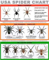Pin On Bad Bugs